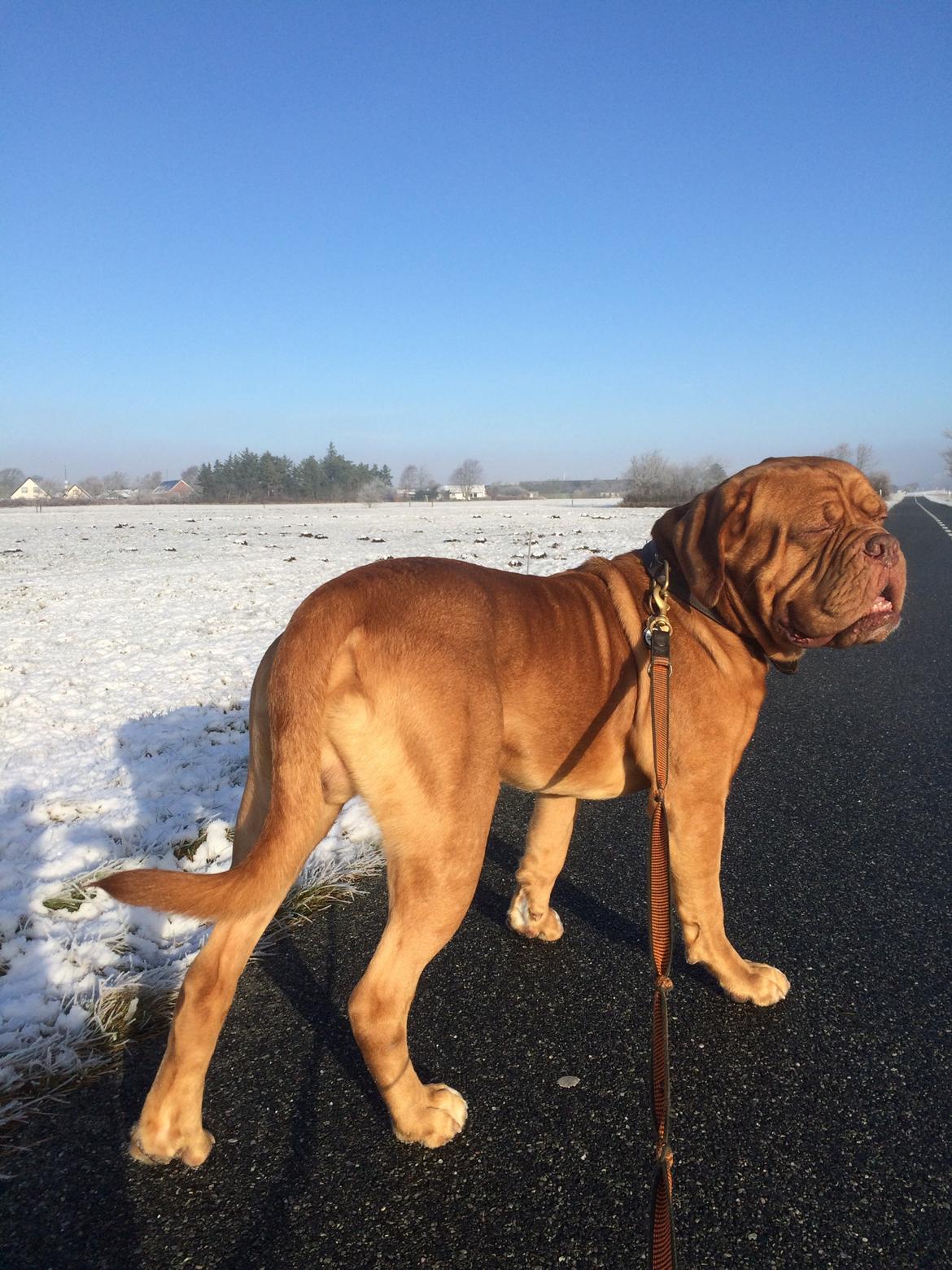 Dogue de bordeaux Den Røde Løber Aime's Houtch alias Titus billede 25
