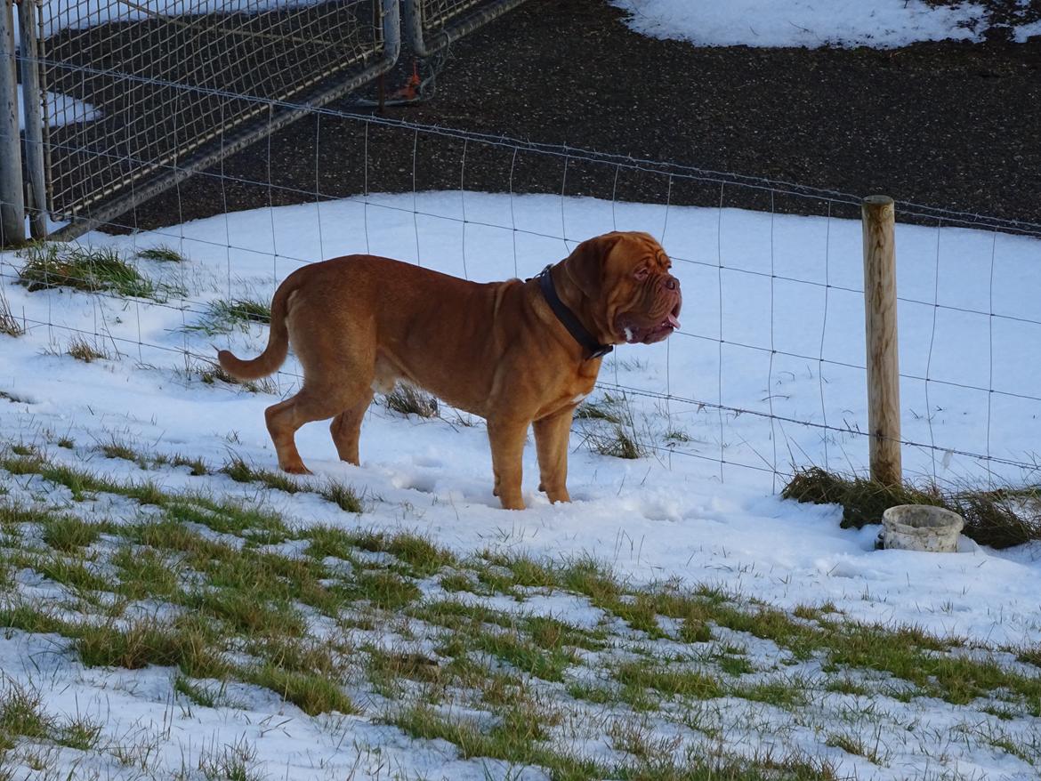 Dogue de bordeaux Den Røde Løber Aime's Houtch alias Titus billede 23