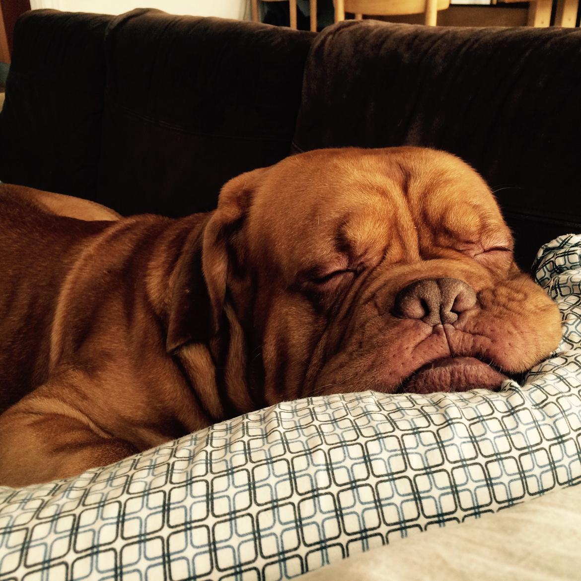 Dogue de bordeaux Den Røde Løber Aime's Houtch alias Titus billede 27