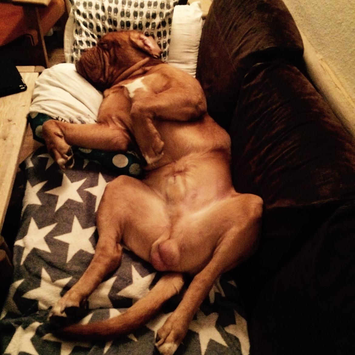 Dogue de bordeaux Den Røde Løber Aime's Houtch alias Titus billede 26