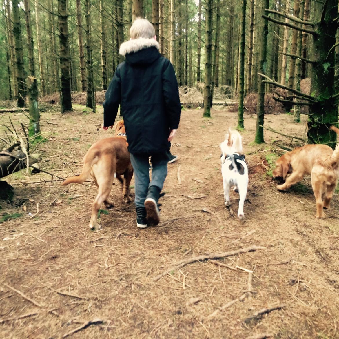 Dogue de bordeaux Den Røde Løber Aime's Houtch alias Titus billede 29