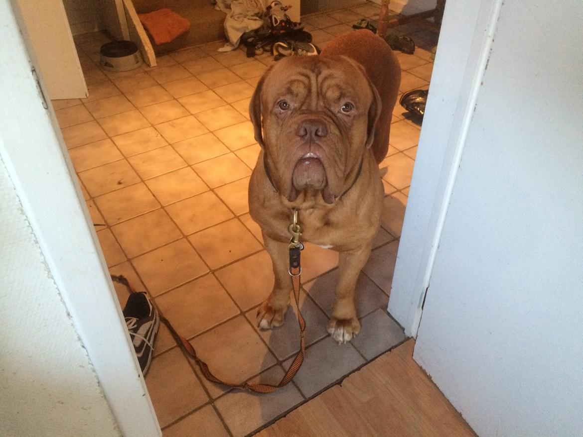 Dogue de bordeaux Den Røde Løber Aime's Houtch alias Titus billede 30