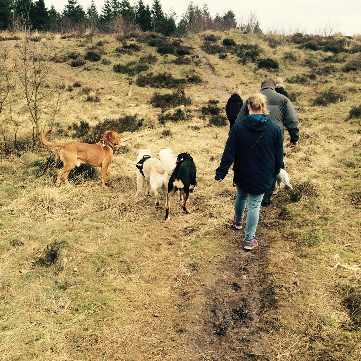Dogue de bordeaux Den Røde Løber Aime's Houtch alias Titus billede 28