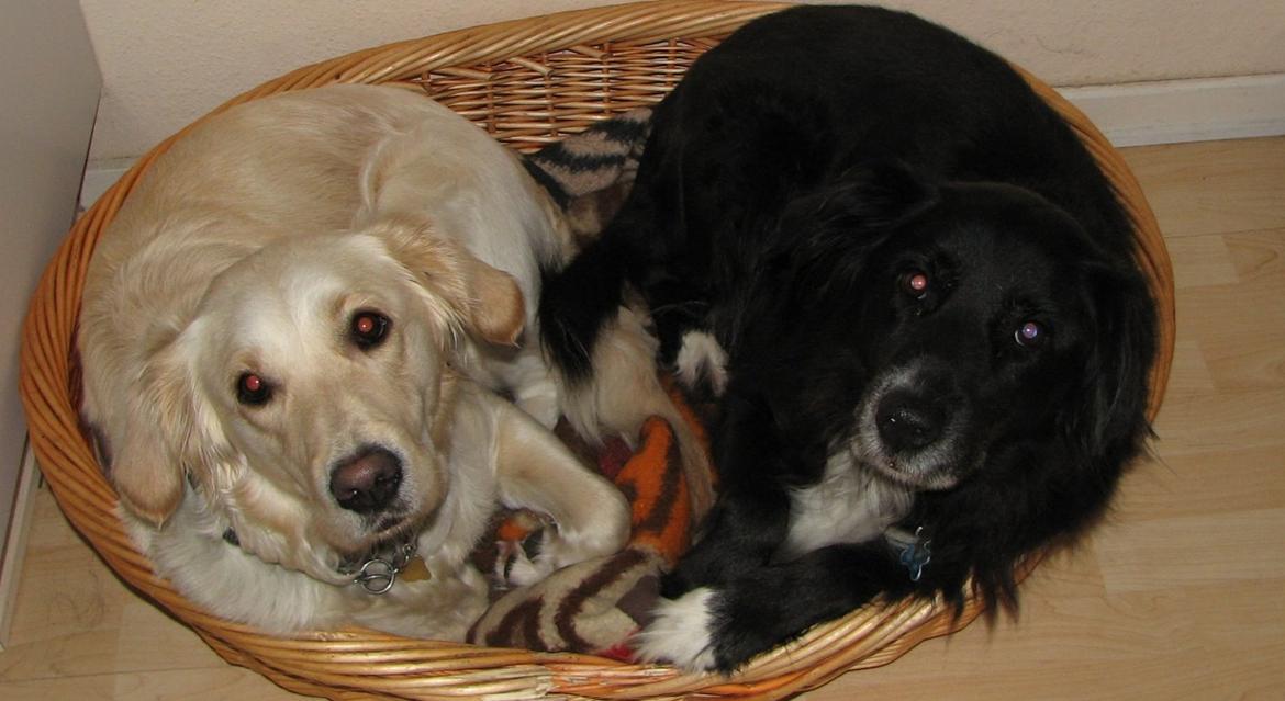 Blanding af racer Sally billede 8