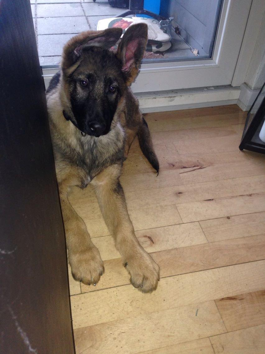 Schæferhund Kenzo - Himmelhunden <3 billede 3