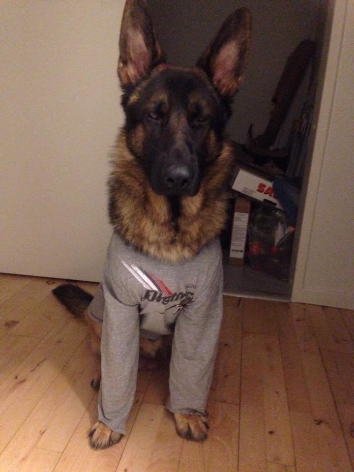 Schæferhund Kenzo - Himmelhunden <3 billede 6