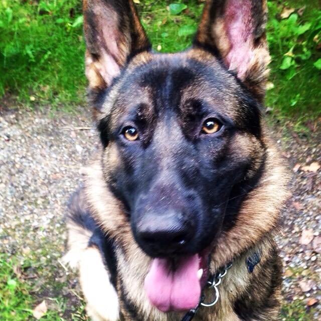 Schæferhund Kenzo - Himmelhunden <3 billede 1