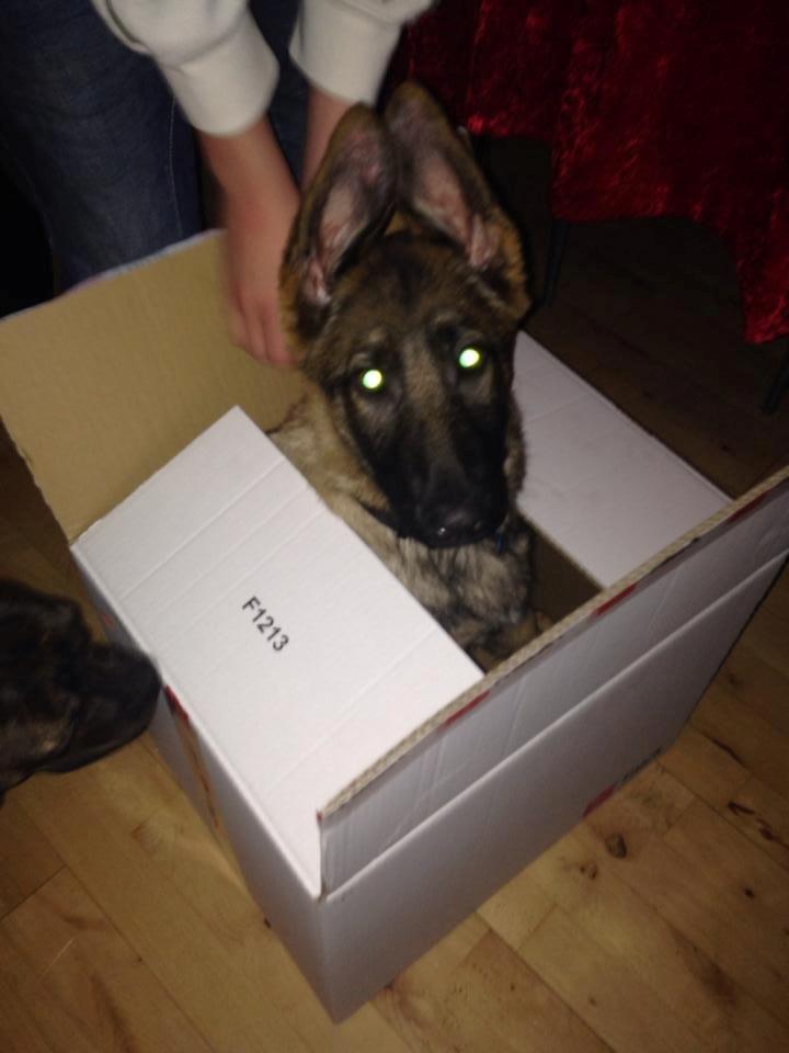 Schæferhund Kenzo - Himmelhunden <3 billede 5