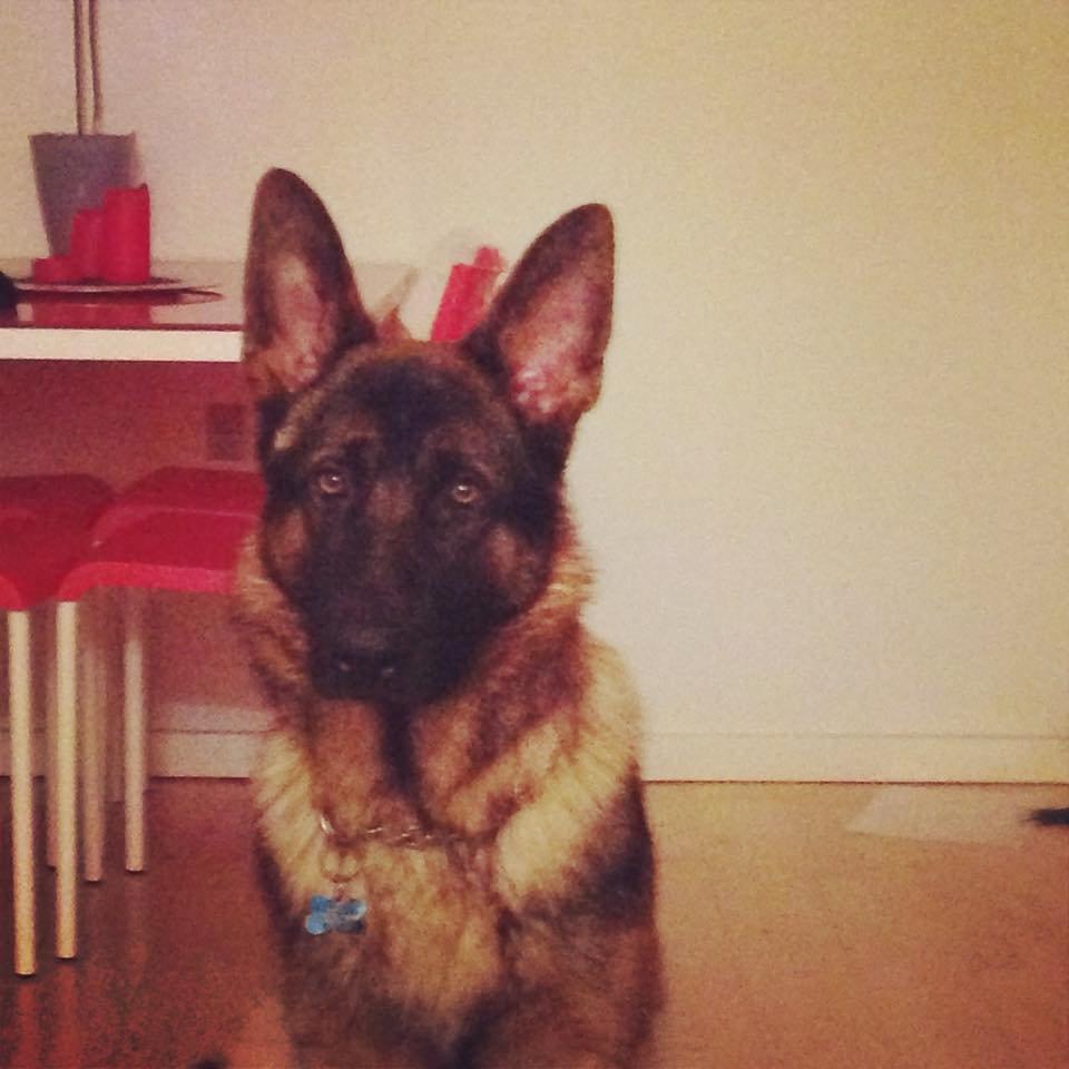 Schæferhund Kenzo - Himmelhunden <3 billede 2