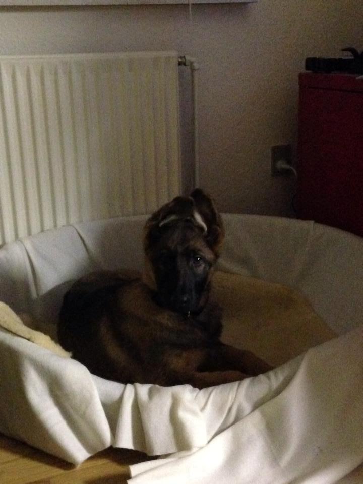 Schæferhund Kenzo - Himmelhunden <3 billede 4