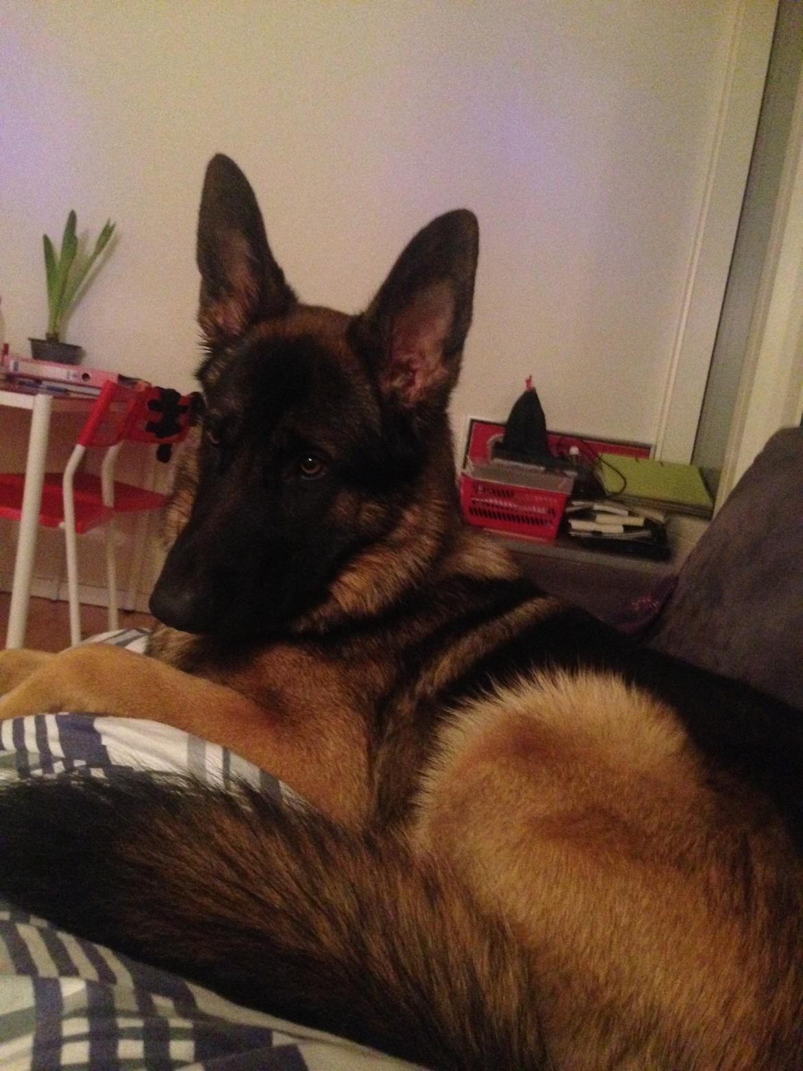 Schæferhund Kenzo - Himmelhunden <3 billede 7