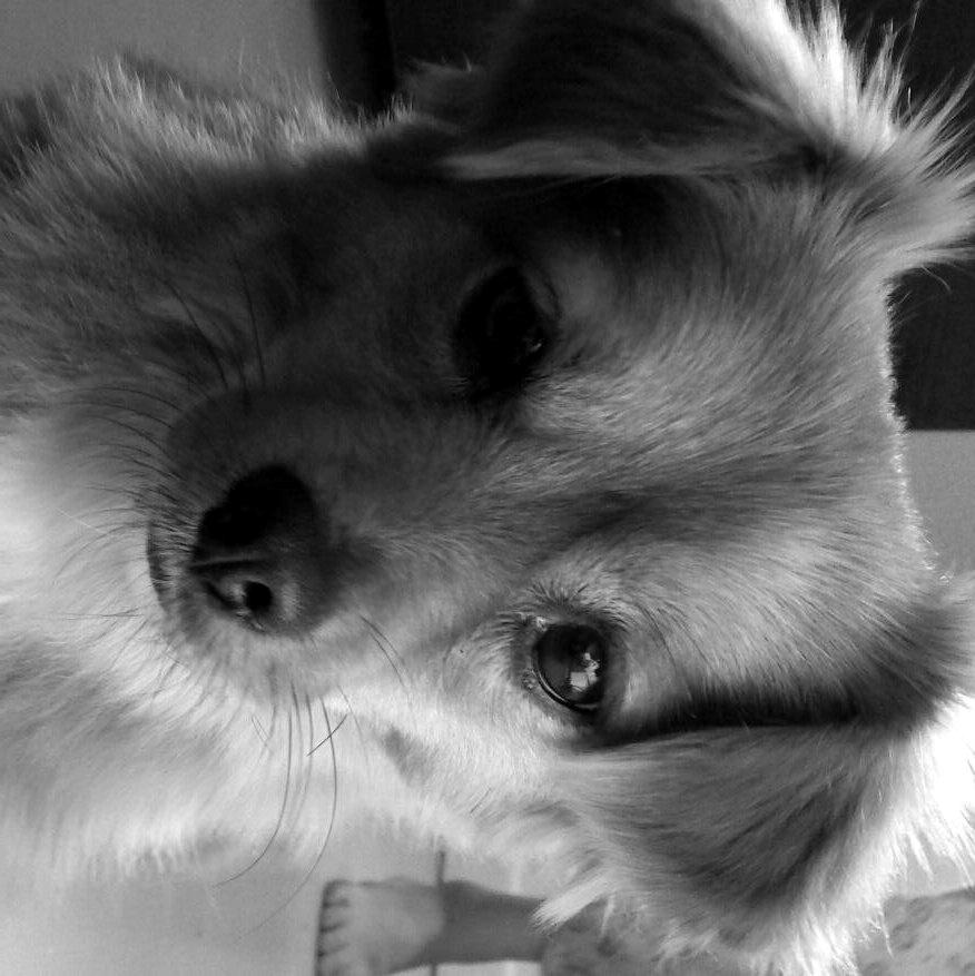 Blanding af racer Sally billede 1