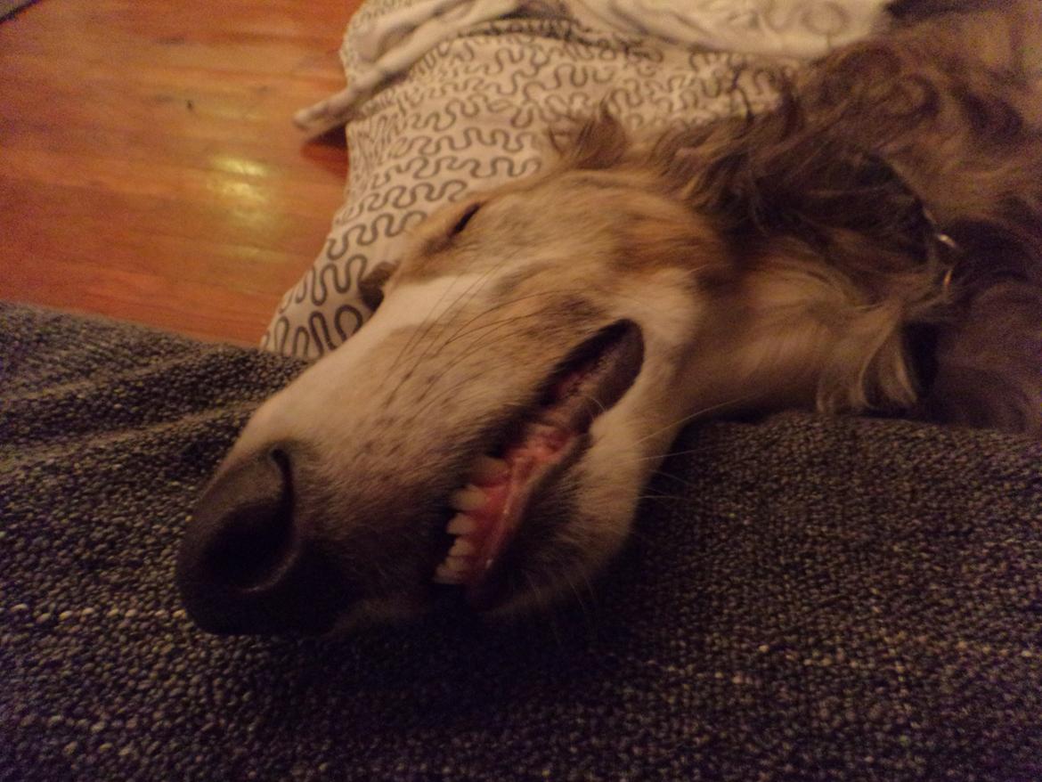 Borzoi Rotteberg aka Rotte billede 23