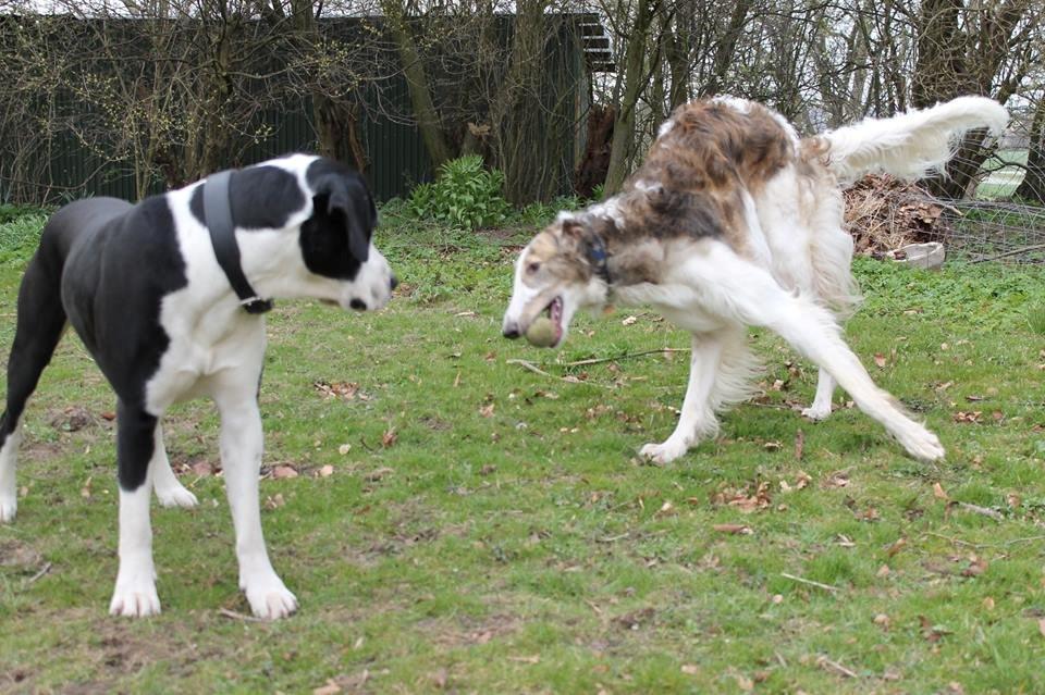 Borzoi Rotteberg aka Rotte billede 44