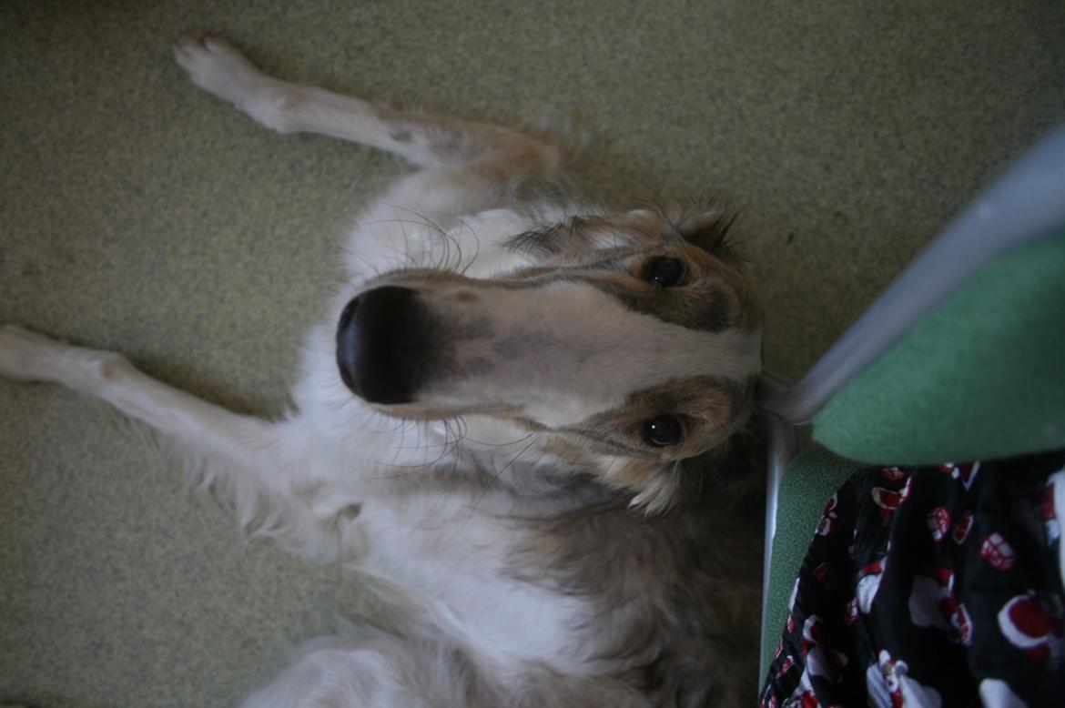 Borzoi Rotteberg aka Rotte billede 31