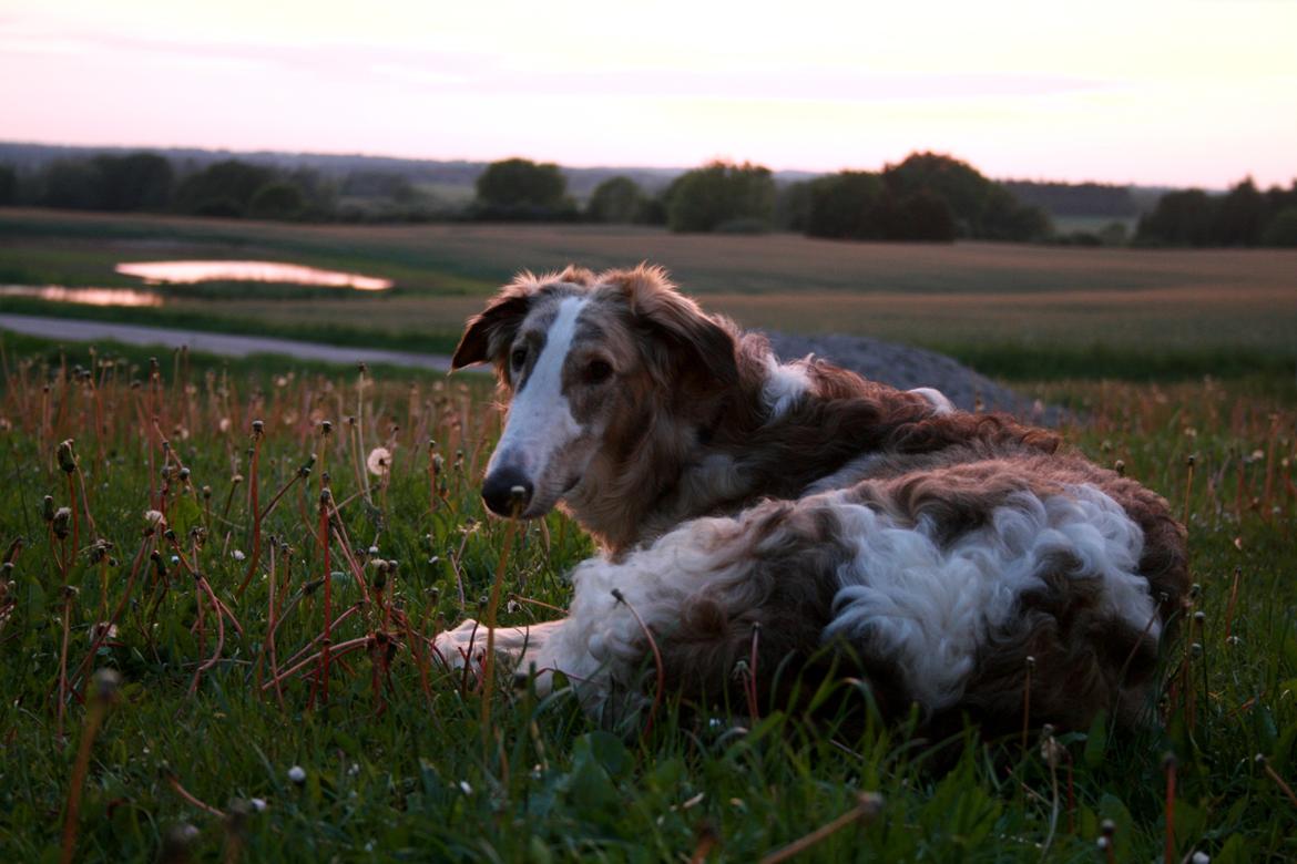 Borzoi Rotteberg aka Rotte - knap 1 år gammel billede 30