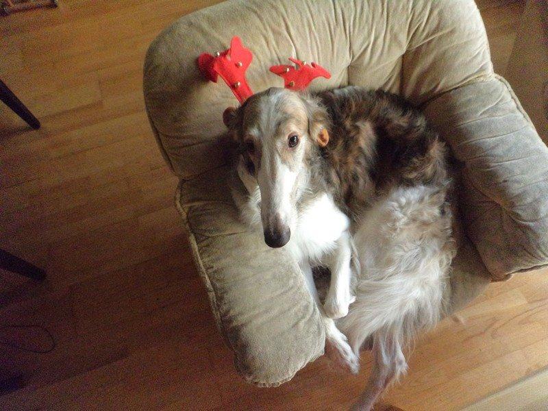 Borzoi Rotteberg aka Rotte - Julehund :D (not amused!) billede 28