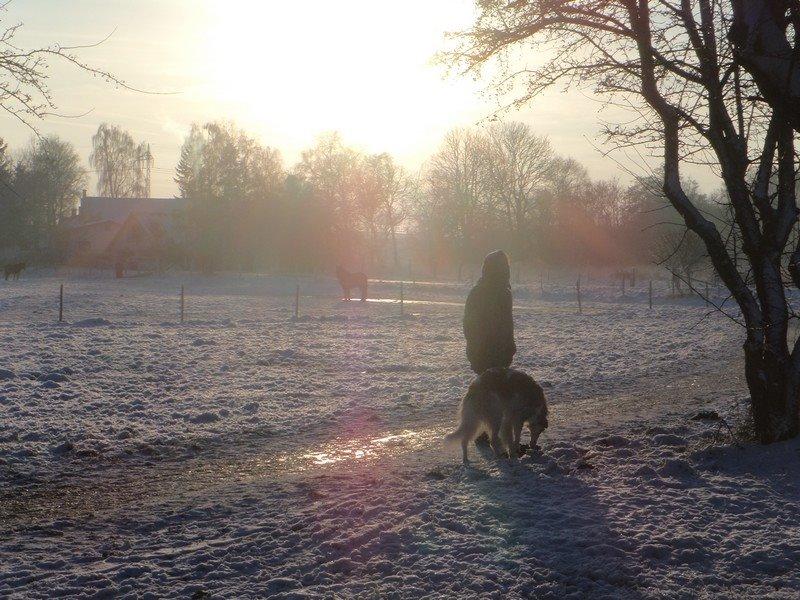 Borzoi Rotteberg aka Rotte billede 50