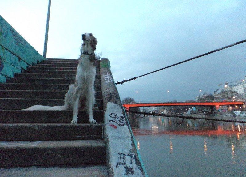 Borzoi Rotteberg aka Rotte - i Wien billede 37