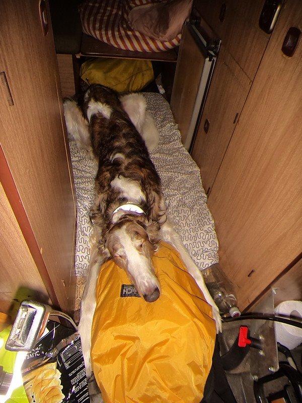 Borzoi Rotteberg aka Rotte - Faldet i søvn i vores camper-bus på vej til Salzburg <3 billede 46