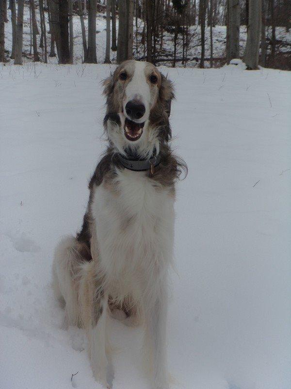 Borzoi Rotteberg aka Rotte billede 15