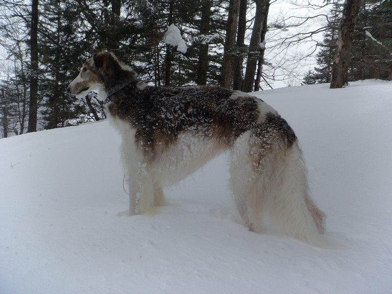 Borzoi Rotteberg aka Rotte - Vinter i Østrig billede 10