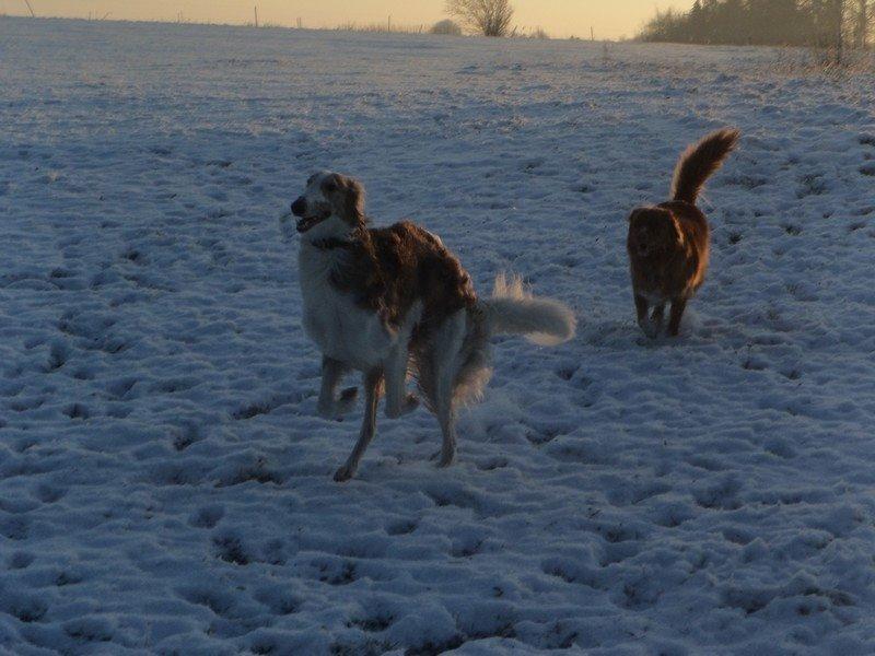 Borzoi Rotteberg aka Rotte billede 17