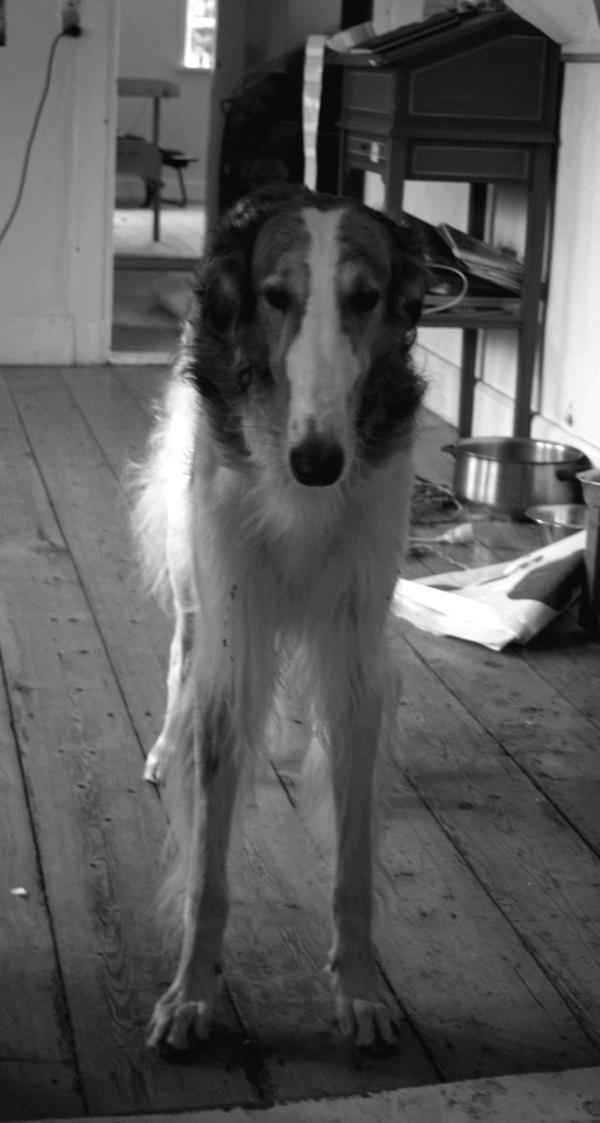 Borzoi Rotteberg aka Rotte - Smal hund... billede 47