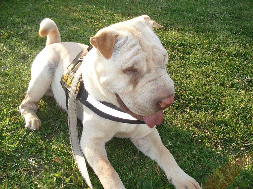 Shar pei Budda ??? R.I.P ??? billede 5