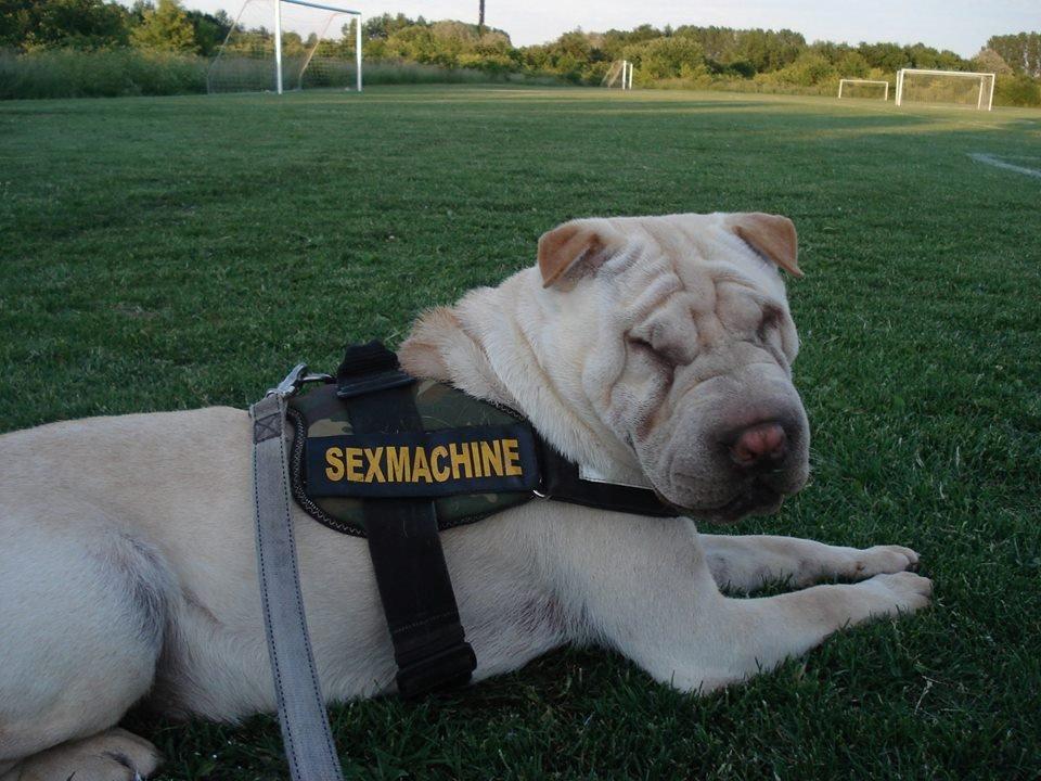 Shar pei Budda ??? R.I.P ??? billede 14