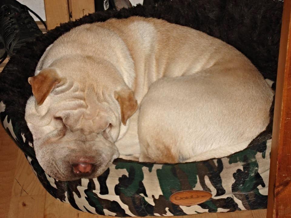 Shar pei Budda ??? R.I.P ??? billede 11