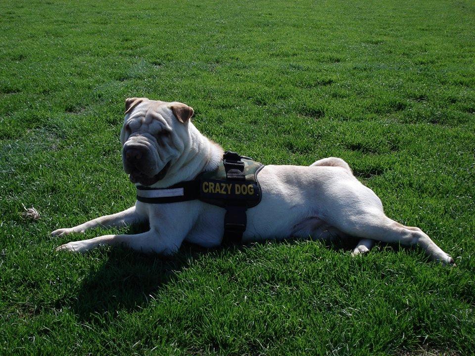 Shar pei Budda ??? R.I.P ??? billede 2