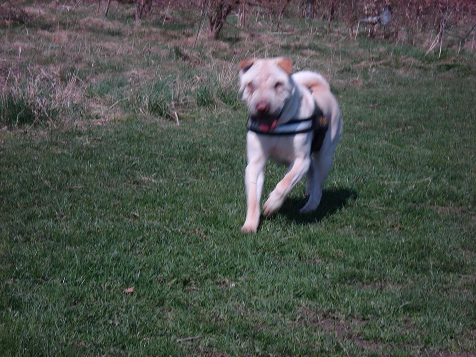 Shar pei Budda ??? R.I.P ??? billede 10