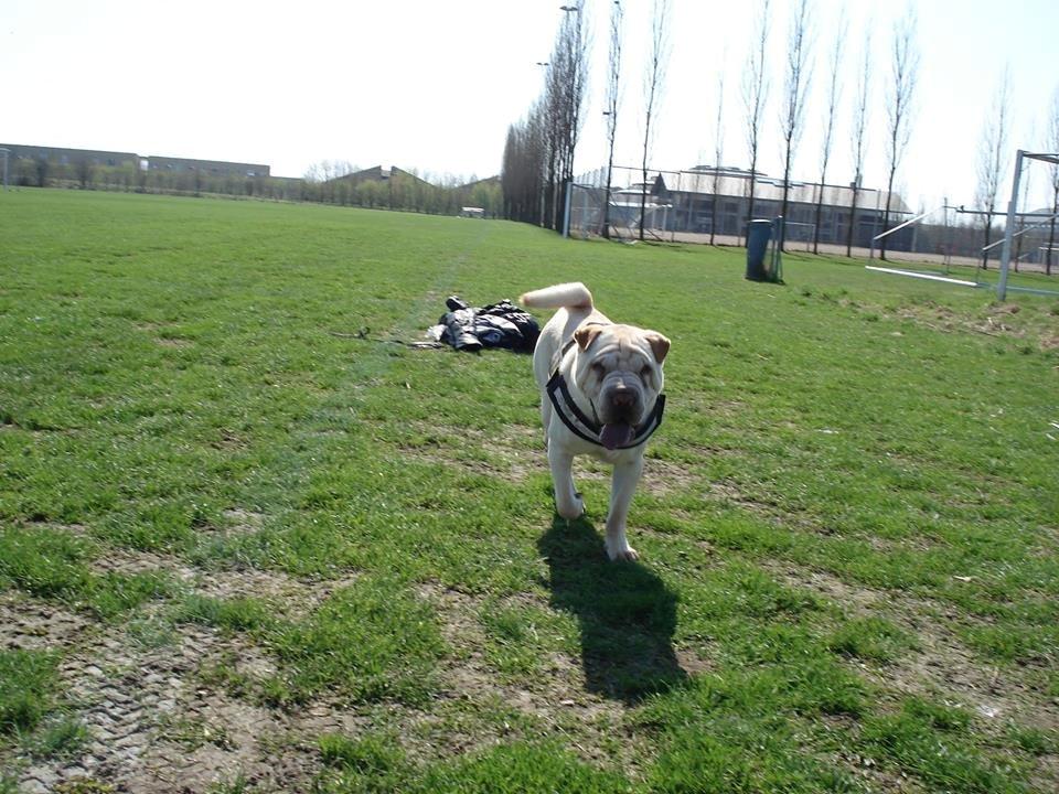 Shar pei Budda ??? R.I.P ??? billede 12
