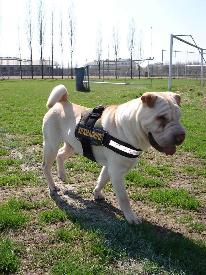 Shar pei Budda ??? R.I.P ??? billede 25
