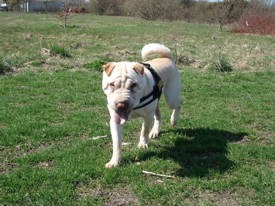Shar pei Budda ??? R.I.P ??? billede 23