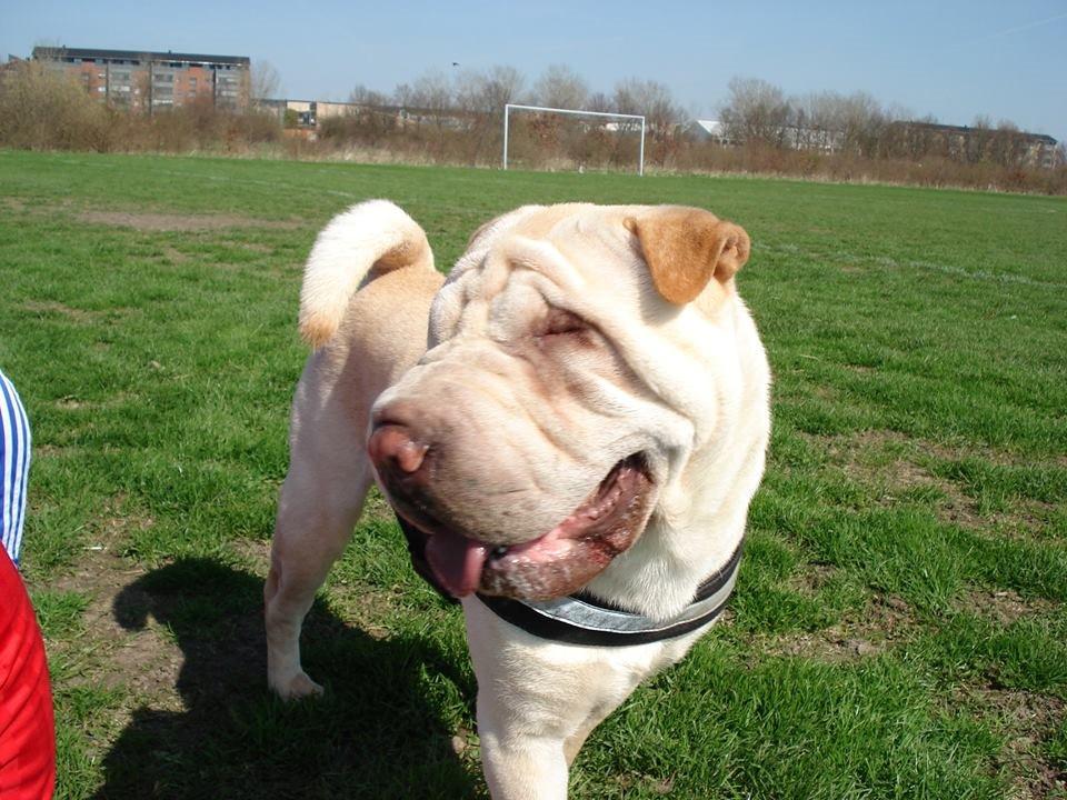 Shar pei Budda ??? R.I.P ??? billede 21
