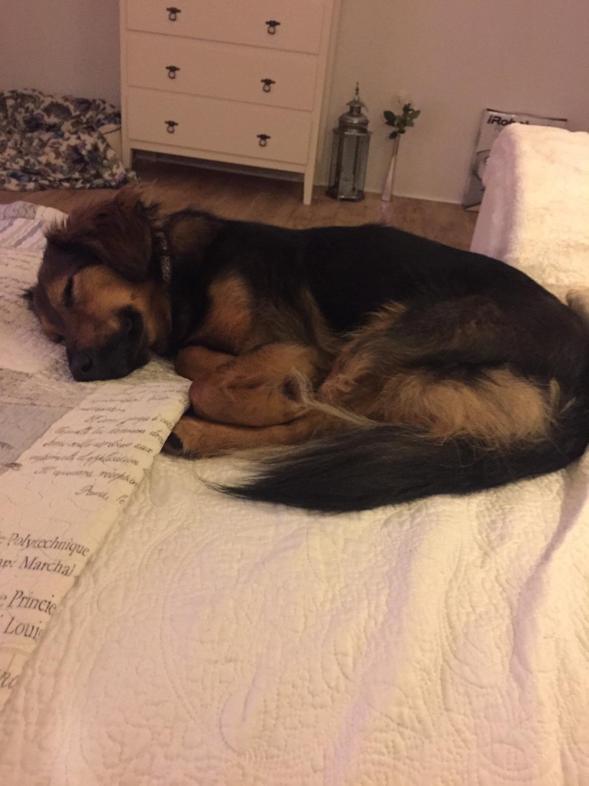 Blanding af racer Mika billede 8