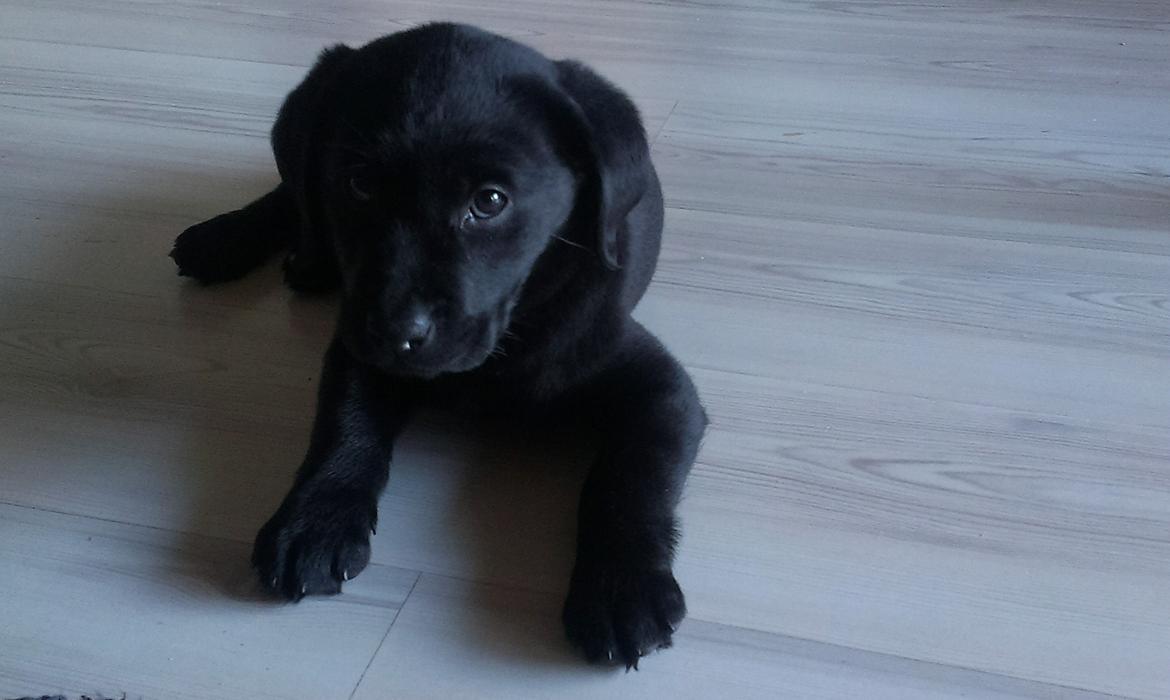 Labrador retriever Stella billede 9