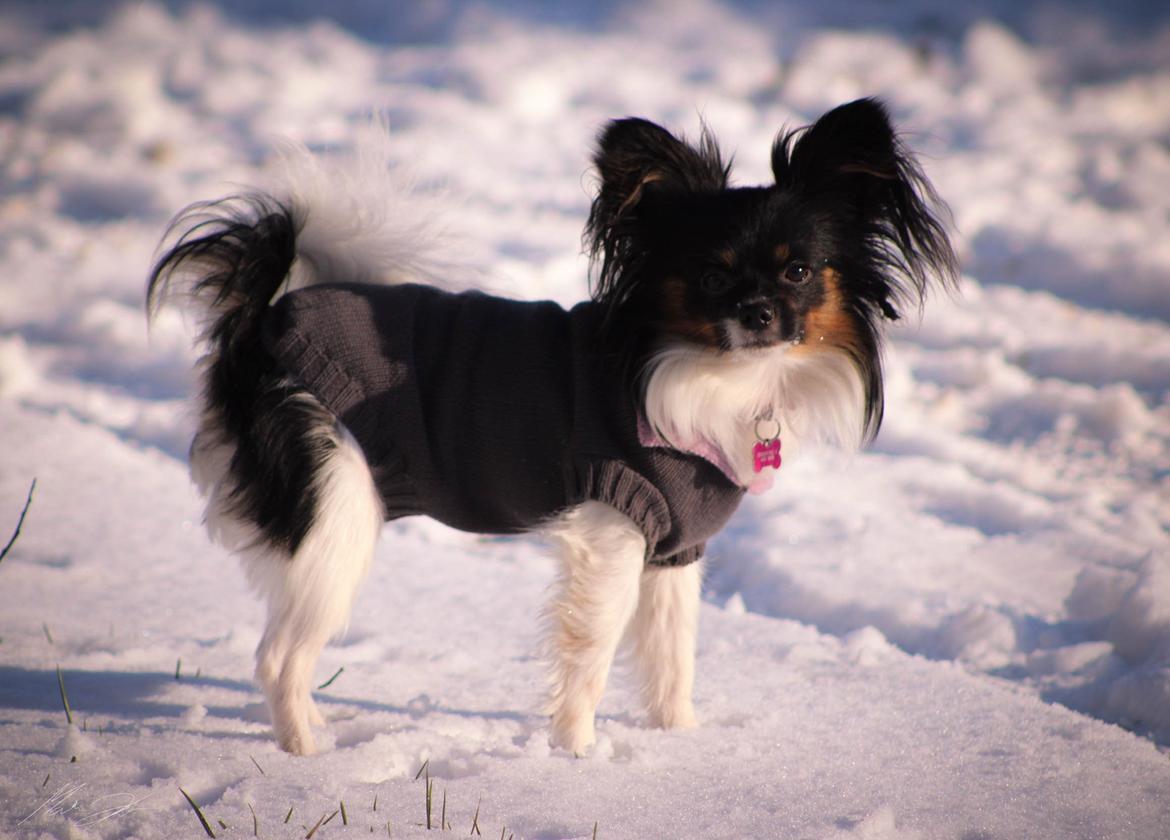 Papillon Joy Sukkermås (RIP) billede 2