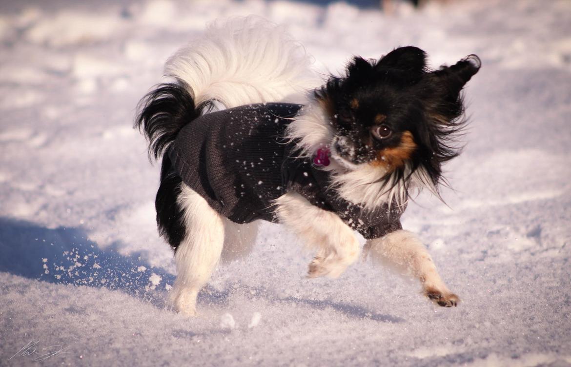 Papillon Joy Sukkermås (RIP) billede 1
