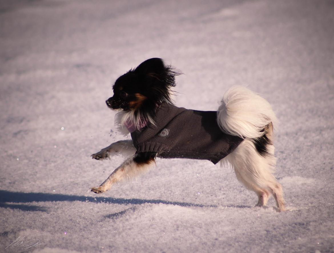 Papillon Joy Sukkermås (RIP) billede 6