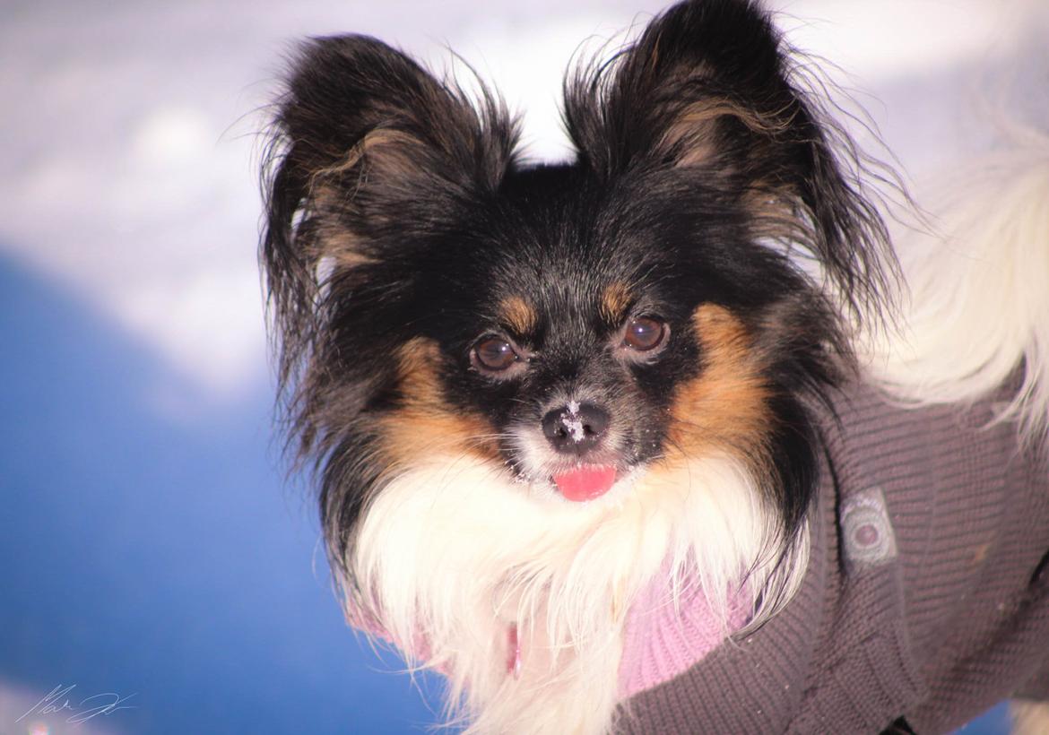 Papillon Joy Sukkermås (RIP) billede 5