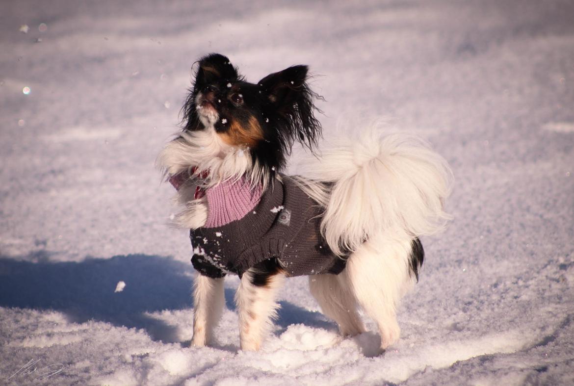 Papillon Joy Sukkermås (RIP) billede 7