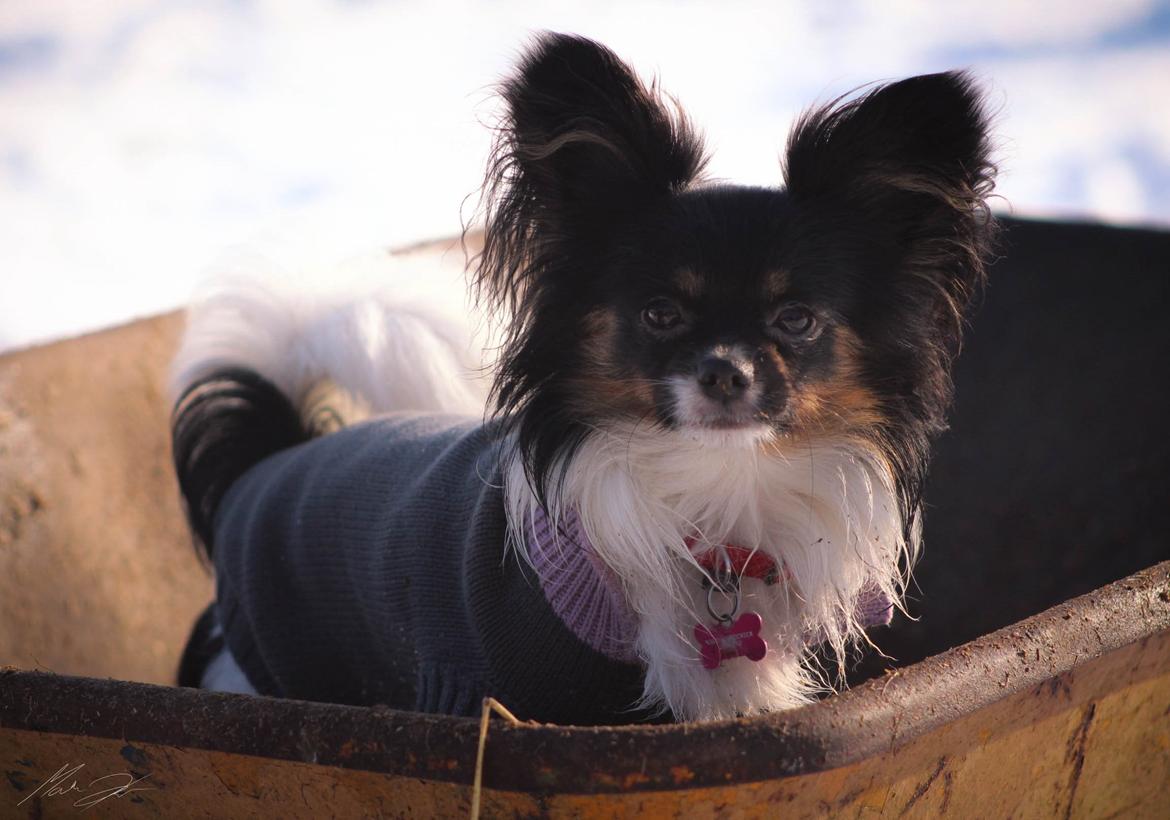 Papillon Joy Sukkermås (RIP) billede 4