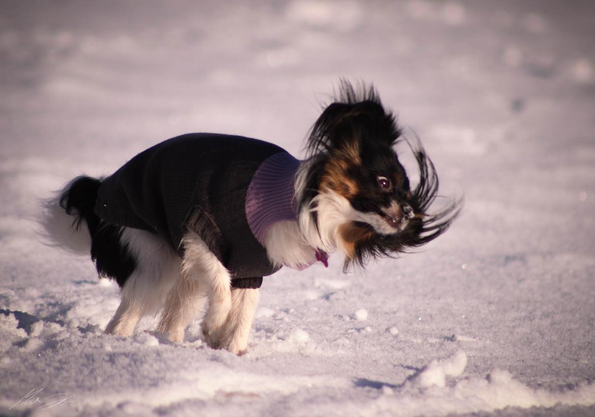 Papillon Joy Sukkermås (RIP) billede 3