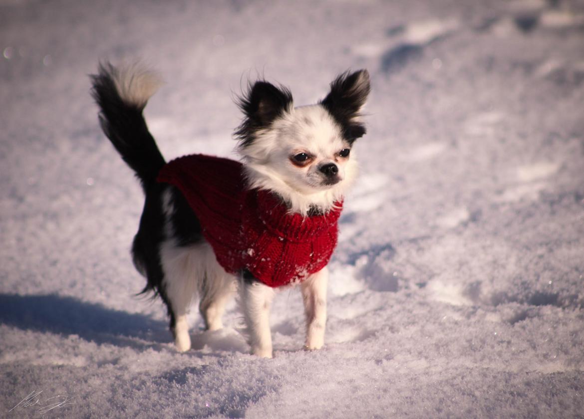 Chihuahua Amy (MooMoo) billede 3