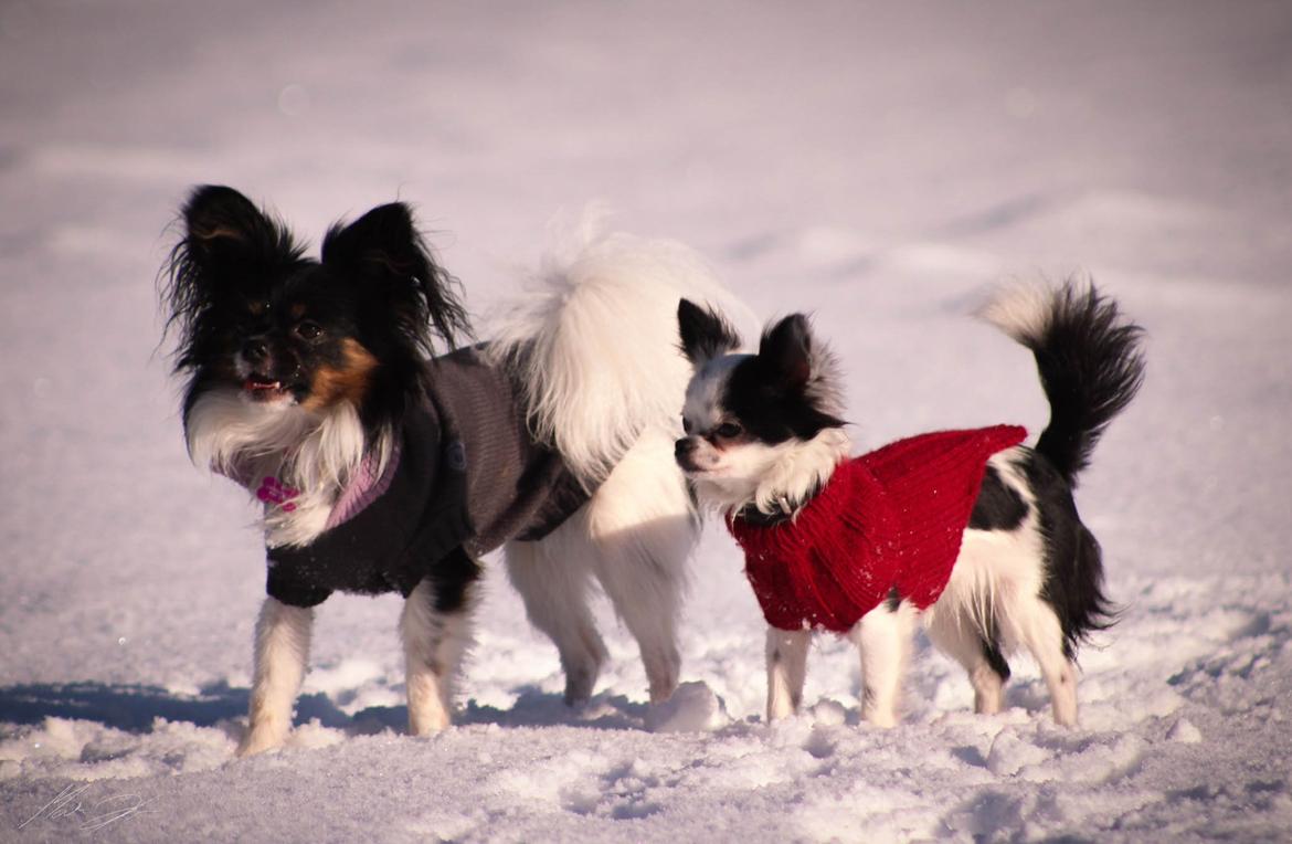 Chihuahua Amy (MooMoo) billede 5