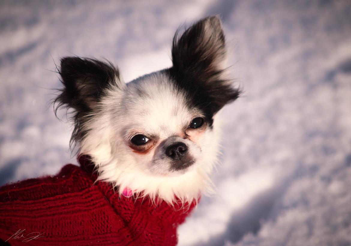 Chihuahua Amy (MooMoo) billede 2