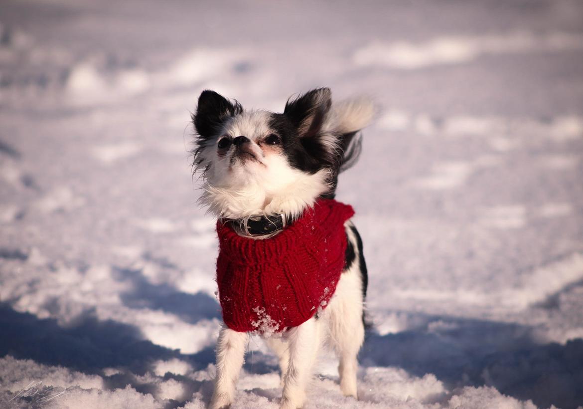 Chihuahua Amy (MooMoo) billede 7